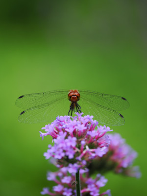M.Zuiko ED 90mm f/3.5 Macro IS PRO — immagine 8