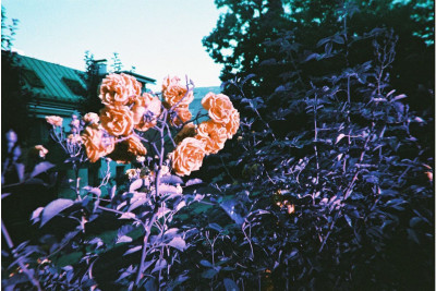 Fotocamera Simple Use Ricaricabile LomoChrome Purple — immagine 4