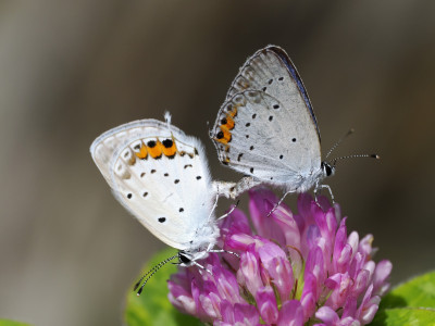 M.Zuiko ED 90mm f/3.5 Macro IS PRO — immagine 7