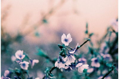 2021 LomoChrome Turquoise 35 mm ISO 100–400 — immagine 9