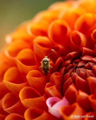FE 100mm F2.8 Macro GM OSS — immagine 3