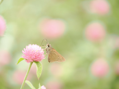 M.Zuiko ED 90mm f/3.5 Macro IS PRO — immagine 9