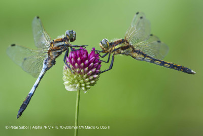 FE 70-200mm f/4 Macro G OSS II (SEL70200G2) — immagine 3
