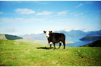 Color Negative 35 mm ISO 100 - Confezione da 3 — immagine 2