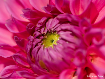 FE 100mm F2.8 Macro GM OSS — immagine 6