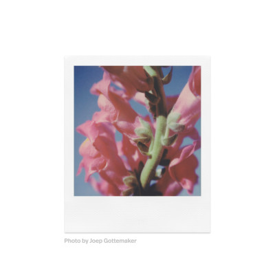 Color Film SX-70 - 8 stampe — immagine 5