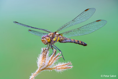 FE 100mm F2.8 Macro GM OSS — immagine 4
