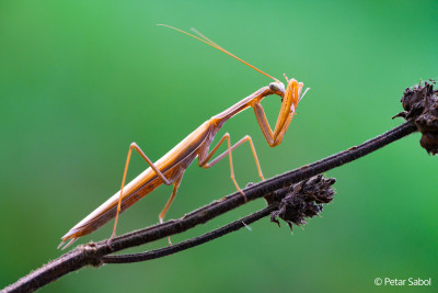FE 100mm F2.8 Macro GM OSS — immagine 7