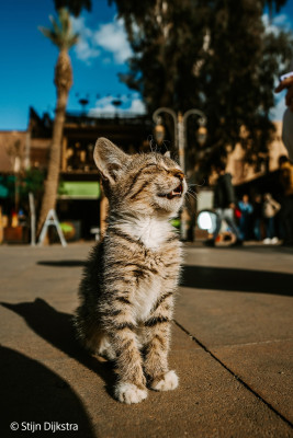 FE 16mm F1.8 G (SEL16F18GB) — immagine 10