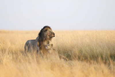 FE 300mm f/2.8 GM OSS (SEL300F28GM) — immagine 6