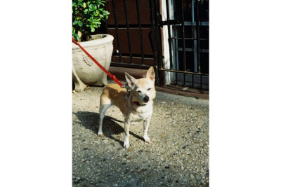 Color Tiger 110 ISO 200 - Confezione da 3 — immagine 4