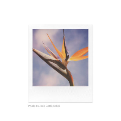 Color Film SX-70 - 8 stampe — immagine 4