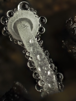 M.Zuiko ED 90mm f/3.5 Macro IS PRO — immagine 6