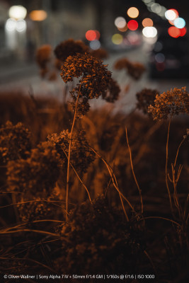 FE 50mm f/1.4 GM (SEL50F14GM) — immagine 6