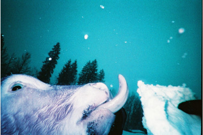 Fotocamera Simple Use Ricaricabile LomoChrome Purple — immagine 5